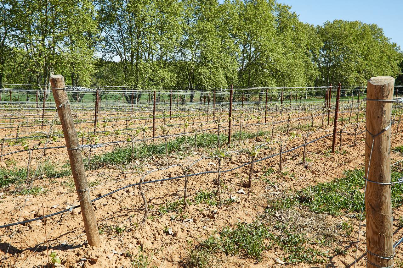 Plantations vignes et maison Domaine Bel-Air
