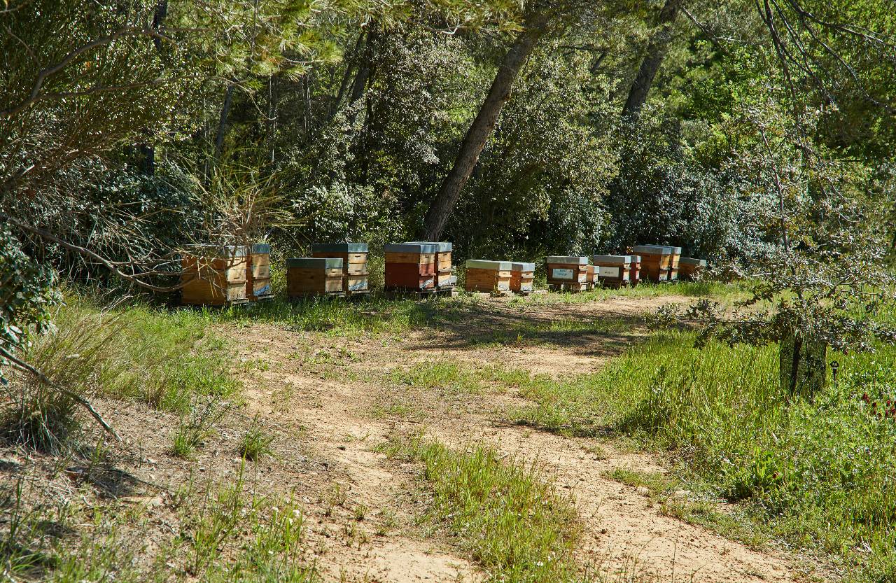 Les ruches du Domaine Bel-Air