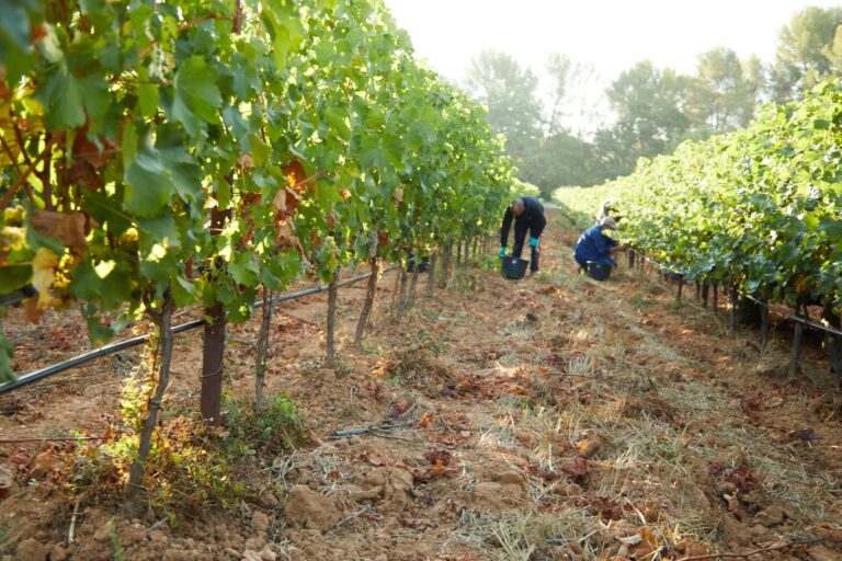 Récolte de vin à la main